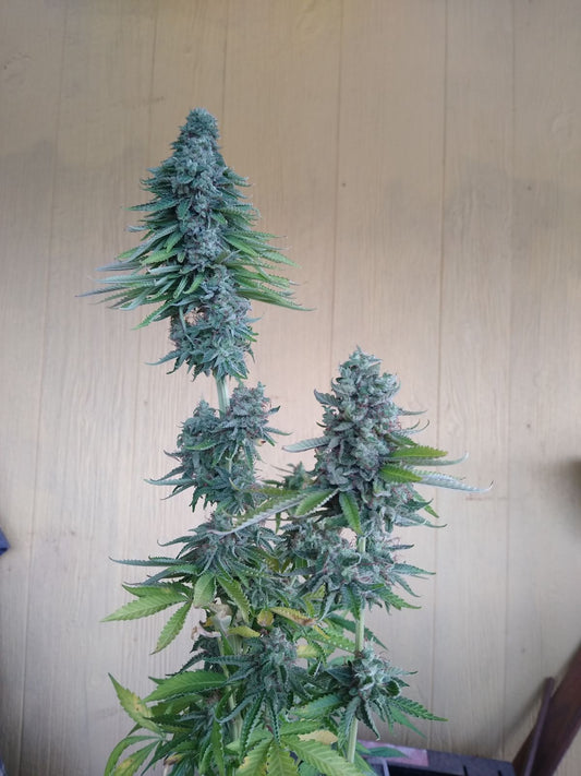 Motor dawg 6 feminized seeds 30.00