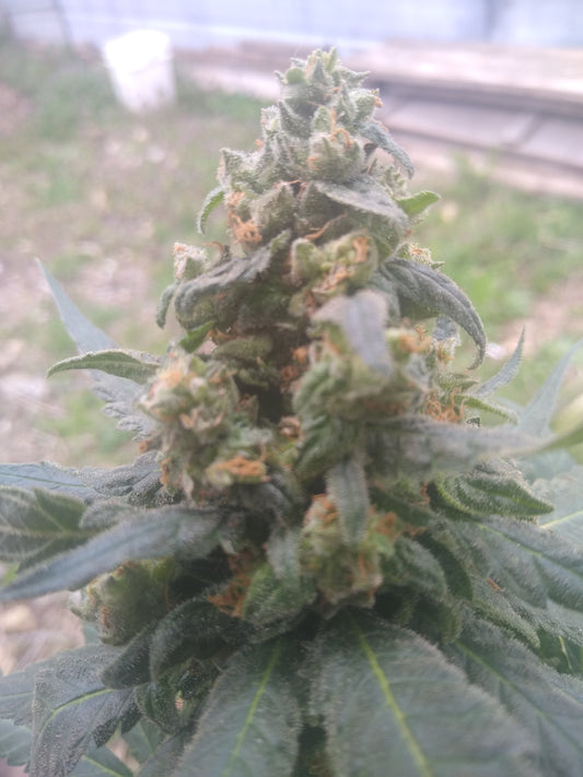 Royal skunk 6 feminized seeds $30.00