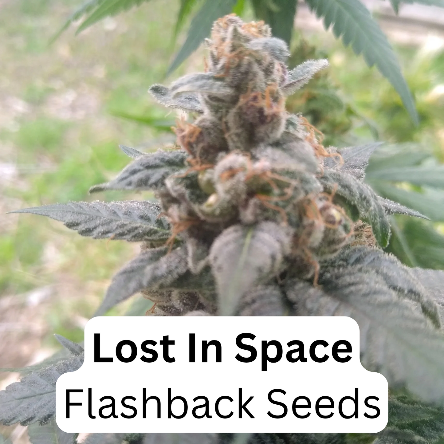 Lost in space 6 feminized seeds $30.00