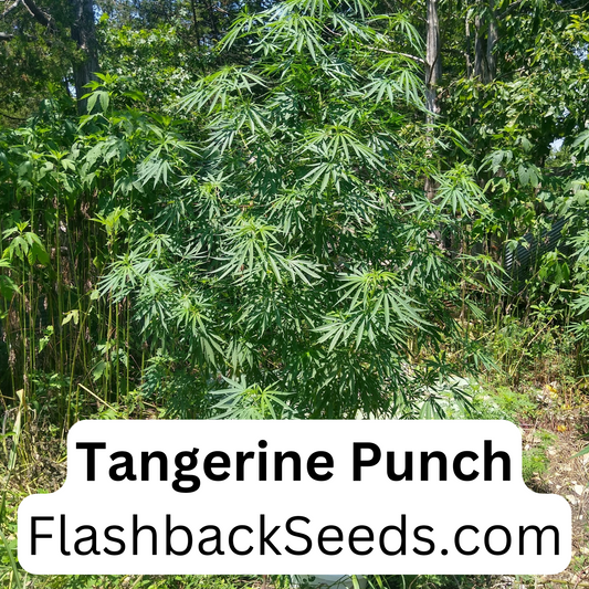 Tangerine punch 6 feminized seeds $30.00