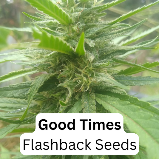 Good times 6 feminized seeds $30.00